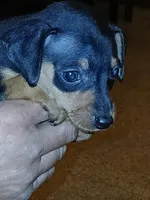 AKC Male blk n tan, Zero, a male Miniature Pinscher for sale in Interlachen, FL – Photo 2 of 9