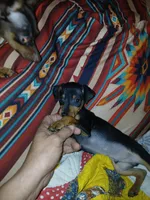 AKC Male blk n tan, Zero, a male Miniature Pinscher for sale in Interlachen, FL – Photo 7 of 9