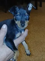 AKC Male blk n tan, Zero, a male Miniature Pinscher for sale in Interlachen, FL – Photo 6 of 9