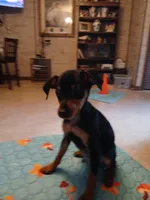 AKC Male blk n tan, Zero, a male Miniature Pinscher for sale in Interlachen, FL – Photo 4 of 9