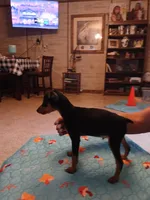 AKC Male blk n tan, Zero, a male Miniature Pinscher for sale in Interlachen, FL – Photo 9 of 9