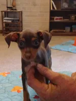 Charlie AKC, a male Miniature Pinscher for sale in Interlachen, FL – Photo 6 of 7
