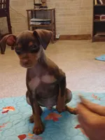 Charlie AKC, a male Miniature Pinscher for sale in Interlachen, FL – Photo 5 of 7