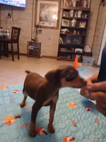 Charlie AKC, a male Miniature Pinscher for sale in Interlachen, FL – Photo 3 of 7