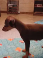 Charlie AKC, a male Miniature Pinscher for sale in Interlachen, FL – Photo 4 of 7