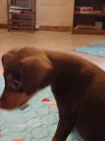 Charlie AKC, a male Miniature Pinscher for sale in Interlachen, FL – Photo 7 of 7