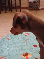 Charlie AKC, a male Miniature Pinscher for sale in Interlachen, FL – Photo 2 of 7