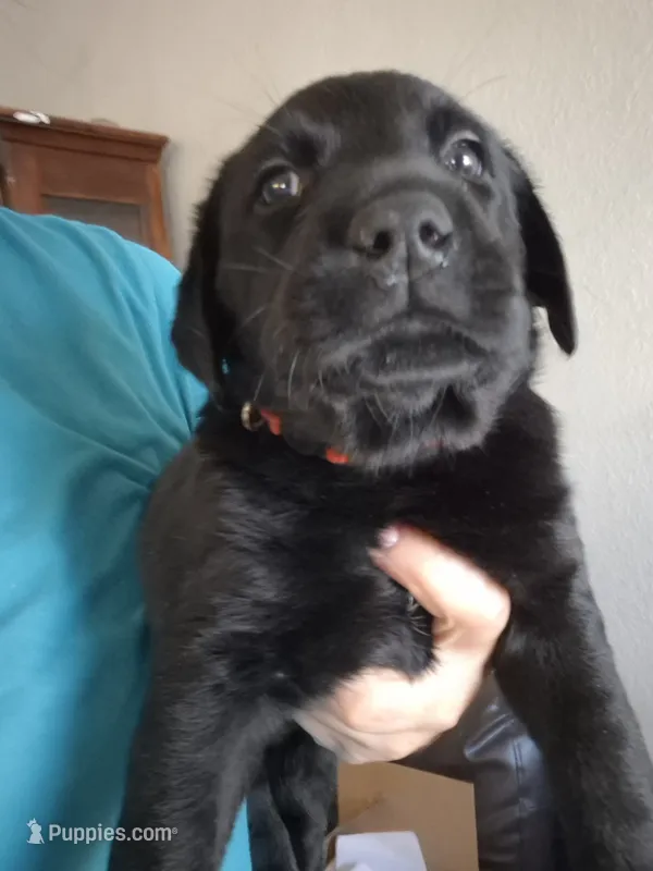 Fat Albert – Labrador Retriever puppy for sale in Burleson, TX