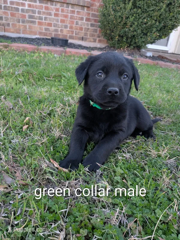 Green collar male