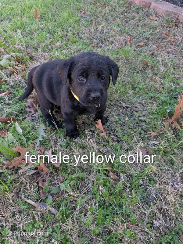 Yellow collar girl