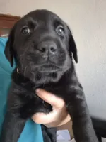 Fat Albert, a male Labrador Retriever for sale in Burleson, TX – 2 of 2