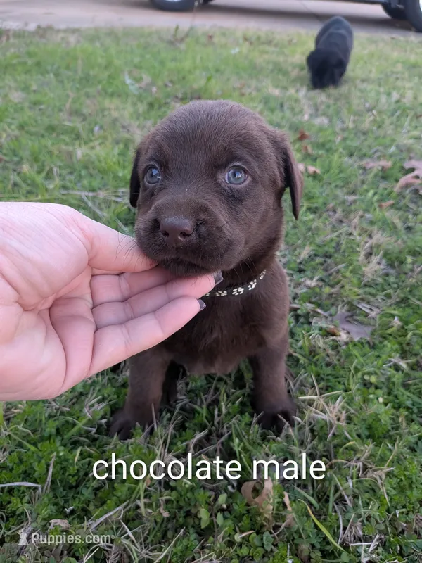 Chocolate male