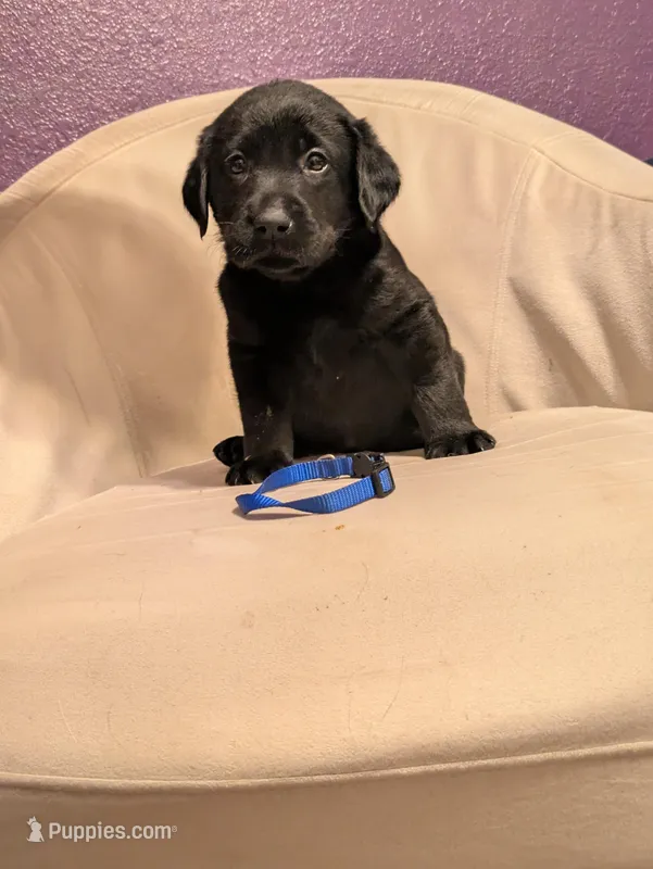 Blue collar, a male Labrador Retriever for sale in Burleson, TX – Photo 1 of 2