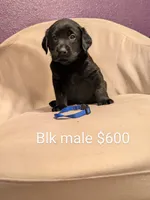 Blue collar, a male Labrador Retriever for sale in Burleson, TX – Photo 2 of 2