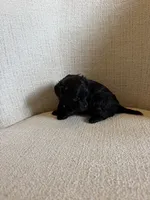 Doris, a female Yorkipoo for sale in Austin, TX – 2 of 4