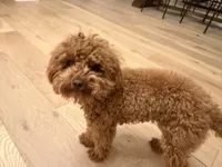 Doris, a female Yorkipoo for sale in Austin, TX – 4 of 4