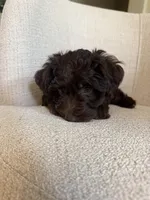 Timothy, a male Yorkipoo for sale in Austin, TX – 2 of 5