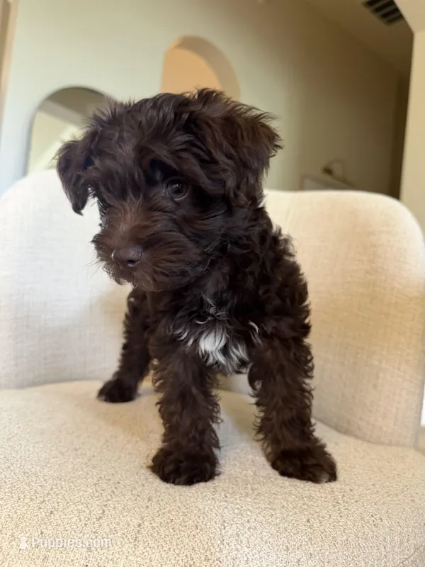 Timothy – Yorkipoo puppy for sale in Austin, TX
