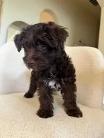 Timothy, a male Yorkipoo for sale in Austin, TX – 1 of 5