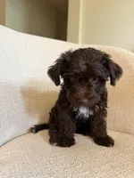 Timothy, a male Yorkipoo for sale in Austin, TX – 3 of 5