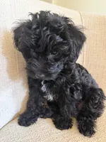 Blake, a male Yorkipoo for sale in Austin, TX – 2 of 5