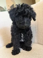 Blake, a male Yorkipoo for sale in Austin, TX – 1 of 5