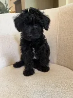 Blake, a male Yorkipoo for sale in Austin, TX – 3 of 5
