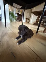 Wilber, a male Yorkipoo for sale in Austin, TX – 3 of 5