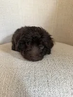 Aaron, a male Yorkipoo for sale in Austin, TX – 3 of 5