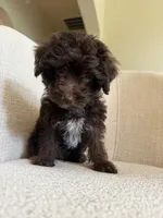 Aaron, a male Yorkipoo for sale in Austin, TX – 2 of 5