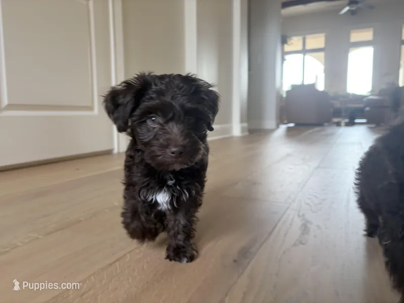 Aaron – Yorkipoo puppy for sale in Austin, TX