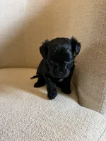 Doris, a female Yorkipoo for sale in Austin, TX – 1 of 4