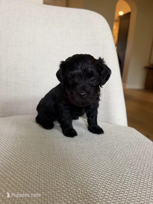 Gus – Yorkipoo puppy for sale in Austin, TX