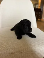 Gus, a male Yorkipoo for sale in Austin, TX – 2 of 4