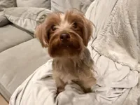 Gus, a male Yorkipoo for sale in Austin, TX – 3 of 4