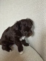 Wilber, a male Yorkipoo for sale in Austin, TX – 2 of 5