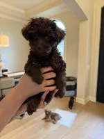 Denise, a female Yorkipoo for sale in Austin, TX – 3 of 5