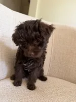 Denise, a female Yorkipoo for sale in Austin, TX – 2 of 5