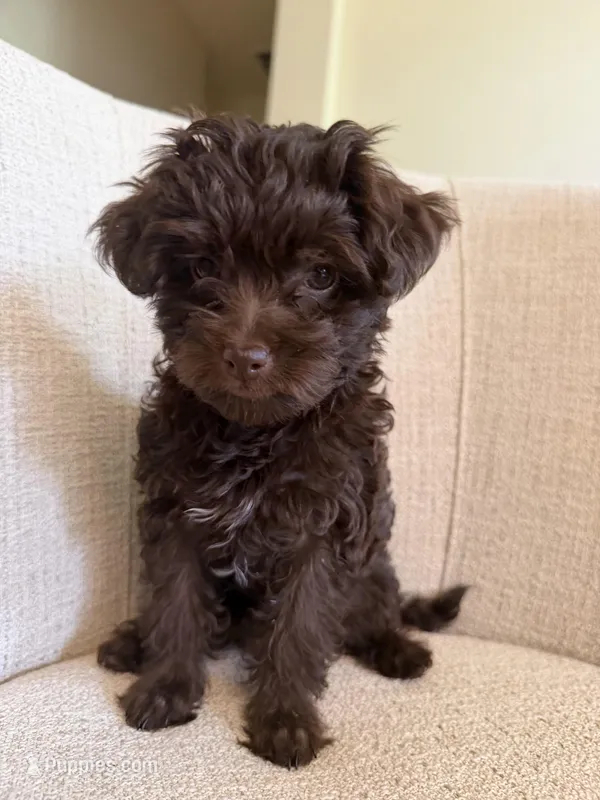 Denise – Yorkipoo puppy for sale in Austin, TX