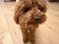 Denise, a female Yorkipoo for sale in Austin, TX – 5 of 5