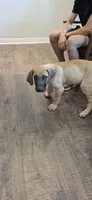 Fawn male , a male Great Dane for sale in Volney, NY – 2 of 2