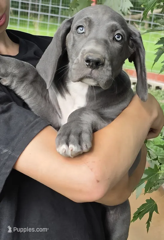 Blue girl  – Great Dane puppy for sale in Volney, NY
