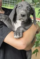 Blue girl , a female Great Dane for sale in Volney, NY – 1 of 2