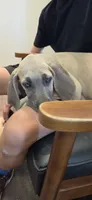 Blue fawn, a female Great Dane for sale in Volney, NY – 4 of 4