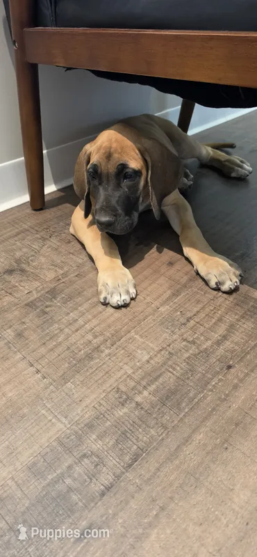 Fawn female  – Great Dane puppy for sale in Volney, NY
