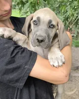 Blue fawn, a female Great Dane for sale in Volney, NY – 1 of 4