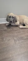 Blue fawn, a female Great Dane for sale in Volney, NY – 3 of 4