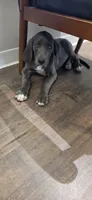 Blue girl , a female Great Dane for sale in Volney, NY – 2 of 2
