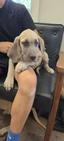 Blue fawn, a female Great Dane for sale in Volney, NY – 2 of 4