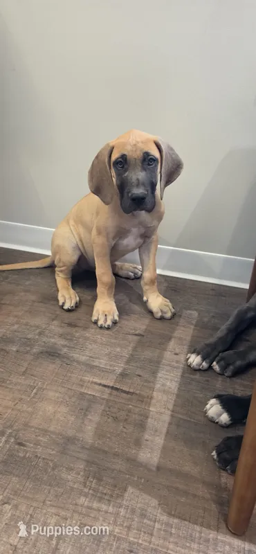 Fawn male  – Great Dane puppy for sale in Volney, NY